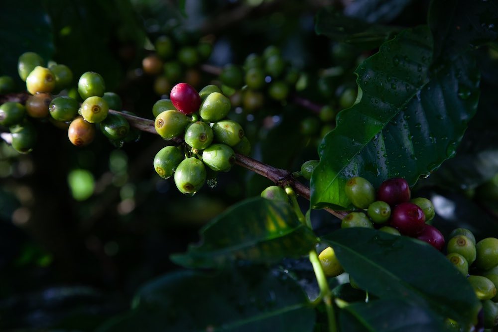 Coffea Arabica: The Arabica Coffee Bean