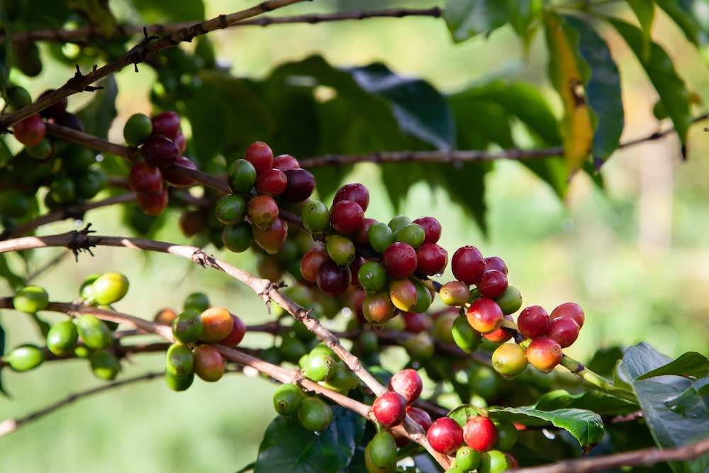 Coffea Caniphora: The Robusta Coffee Bean