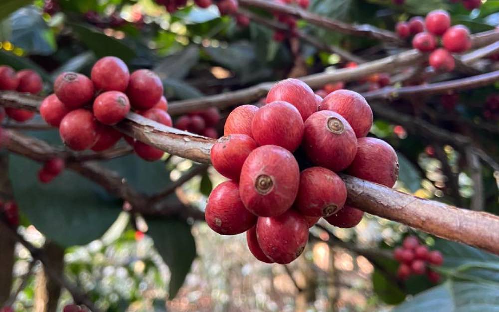 Coffea Excelsa: The Excelsa Coffee Bean