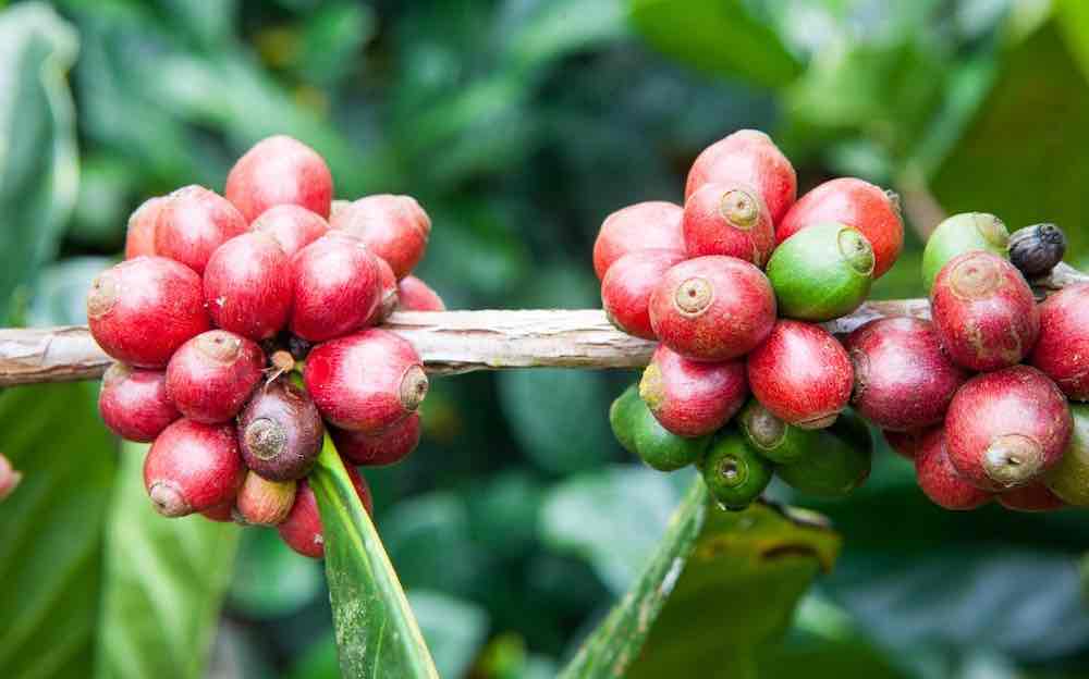 Coffea Liberica: The Liberica Coffee Bean