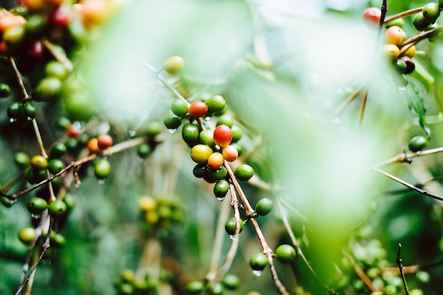 Coffee beans growing in the wild in Tajumulco, Guatemala. Also known as "Coffee Guatemala".
