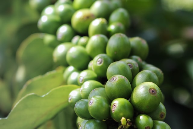 Green Coffee Beans in Maui, Hawaii. Photo by: Photo by Rachel Clark.