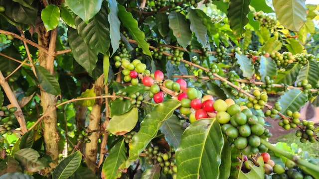 Green coffee beans on plant. Photo by Nico Smit.