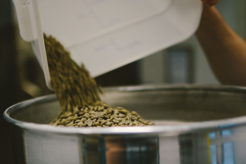 Green coffee beans being poured from one container to another