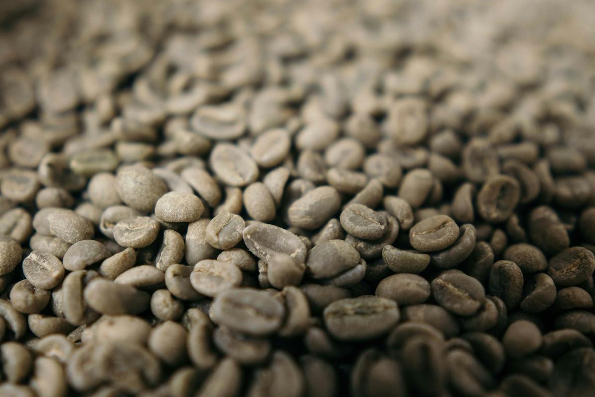 Unroasted green coffee beans before they are decaffeinated.